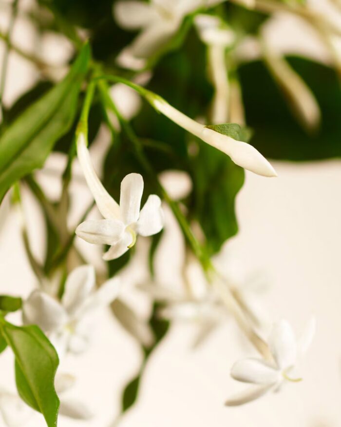 Rituals private collection Sweet jasmine geurkaars - Afbeelding 2